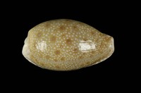 藏品(腰斑寶螺)的圖片